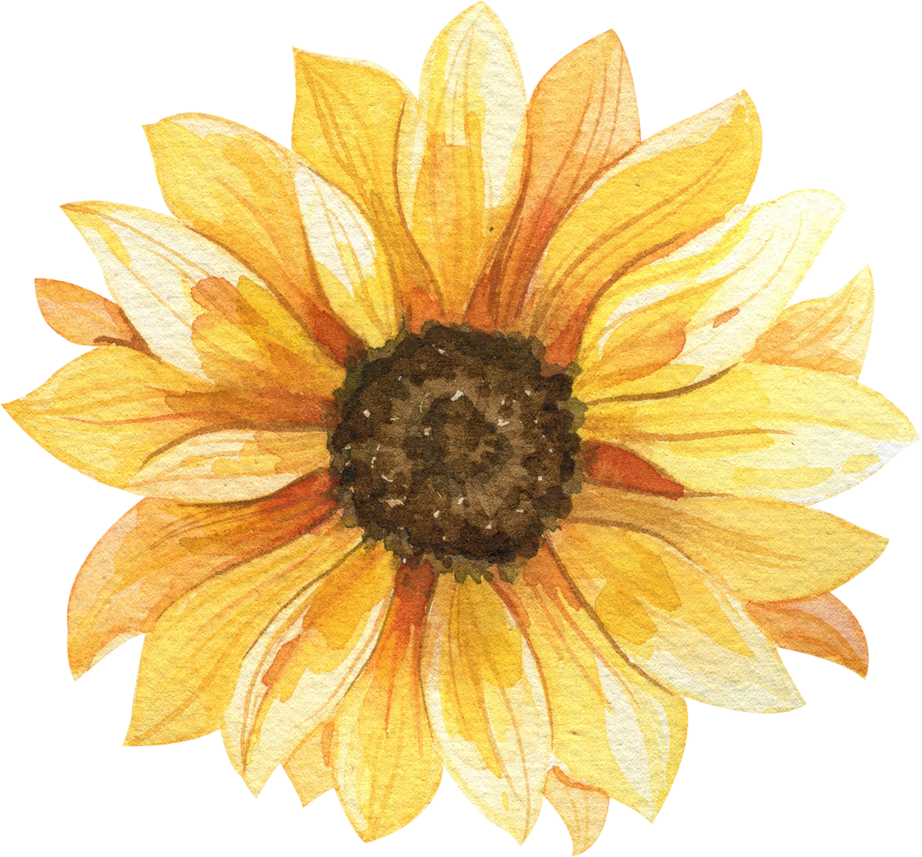 Watercolor sunflower illustration