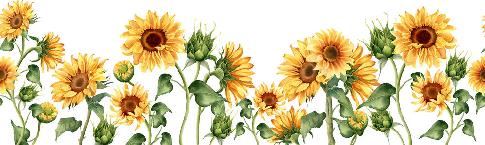 Sunflower seamless border. Watercolor illustration